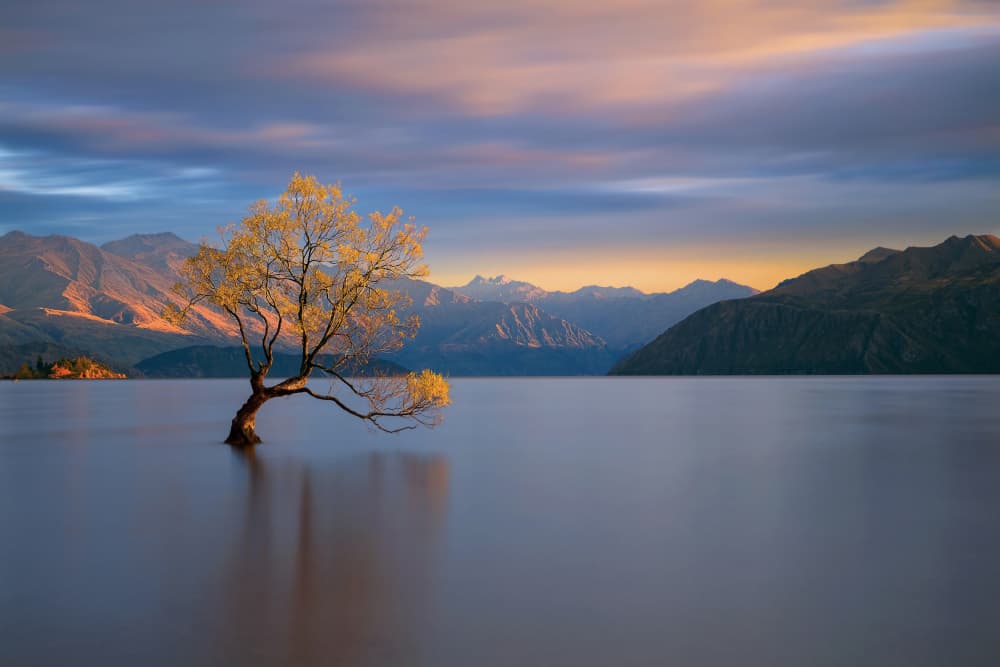 Lone Wanaka Tree