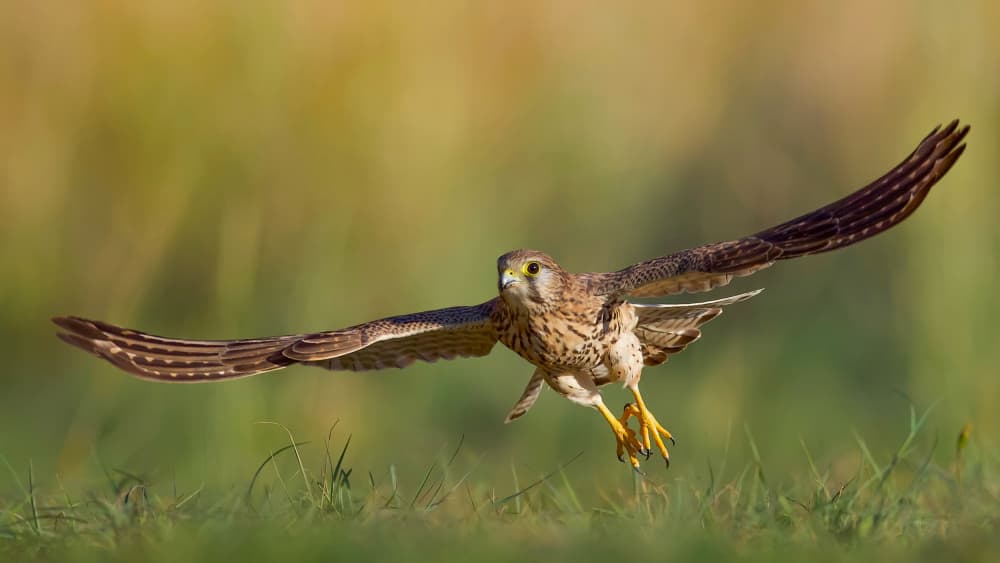 Graceful Kestrel in Flight by David Manusevich — canvas wall art