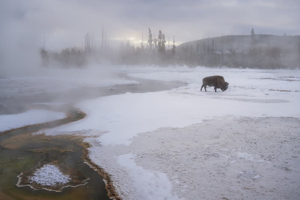 Steaming Yellowstone Bison by Susanne Landolt — canvas wall art