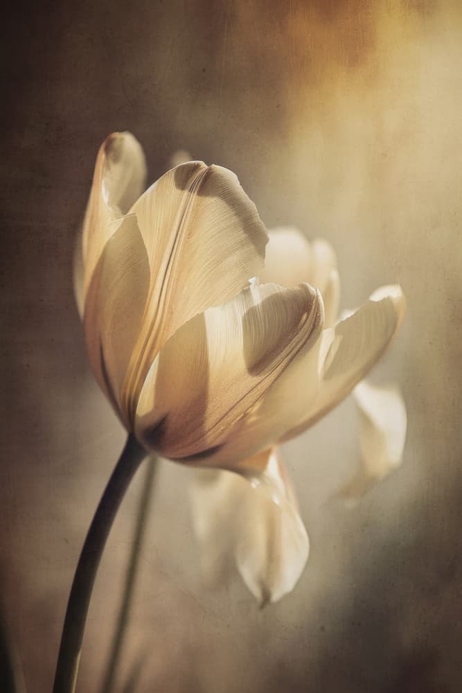 Ethereal Blossom by Treechild — canvas wall art