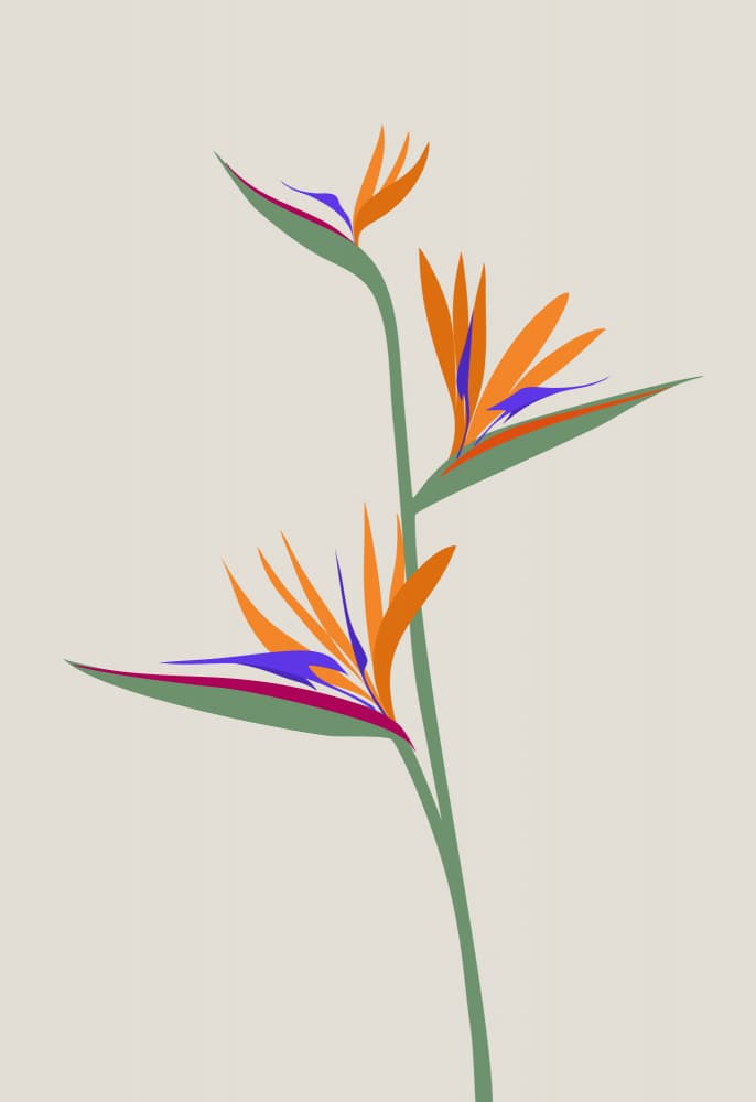 Vibrant Bird of Paradise by Rosana Laiz Blursbyai — canvas wall art