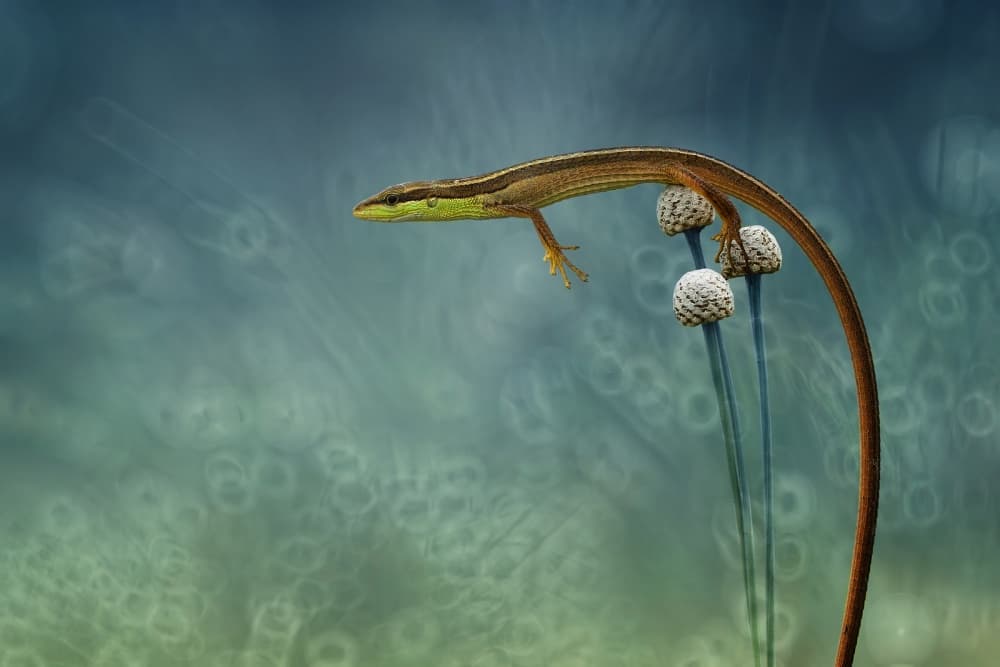 Green Head Lizard Perch by Hendy Mp — canvas wall art