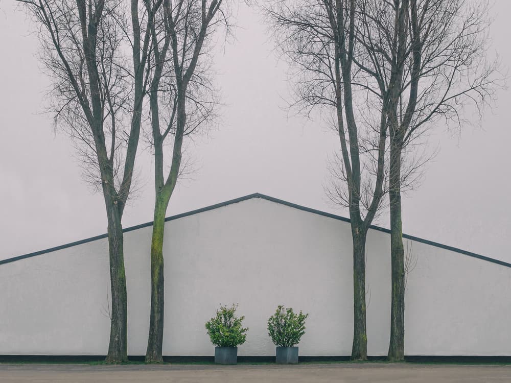 Modern Minimalist Trees by Klaus Lenzen — canvas wall art