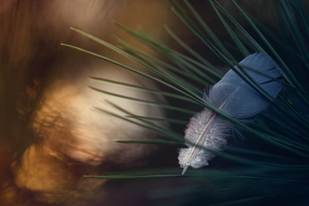 Delicate Feather Bokeh by Dimitar Lazarov - Dim — canvas wall art