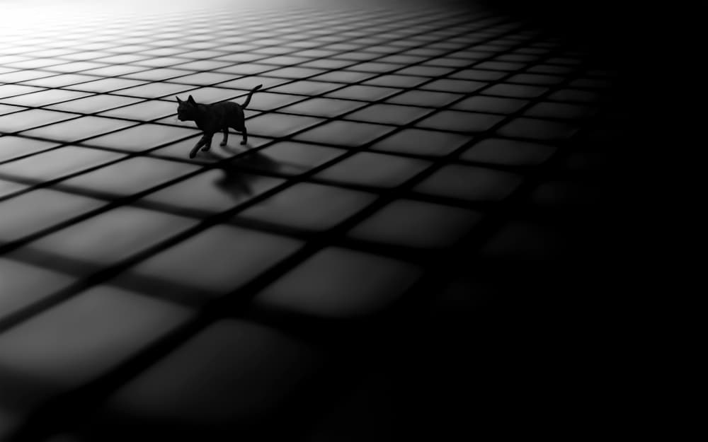 Black Cat on Grid by Arastoo Qadermazi — canvas wall art