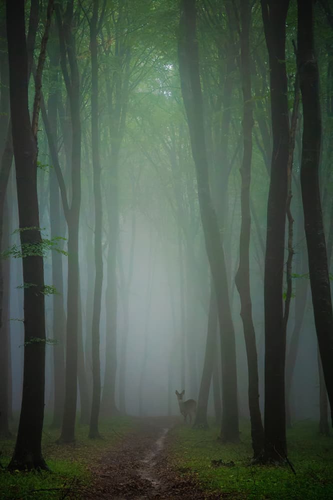 Misty Forest Deer by Vio Oprea — canvas wall art