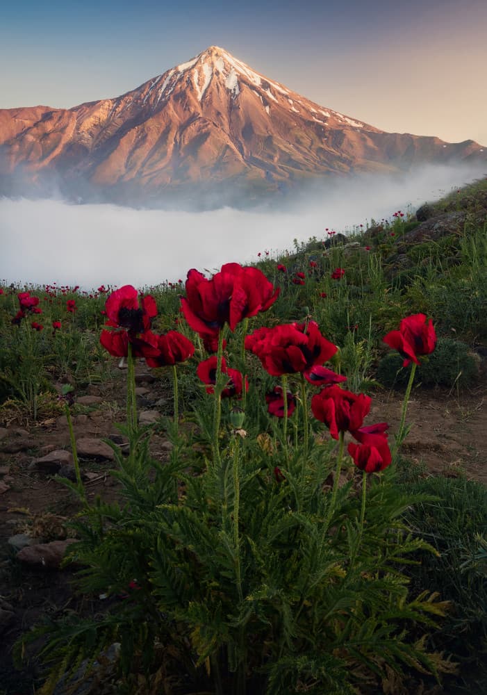 Majestic Peak Red Poppies by Ali Fallahzadeh — canvas wall art