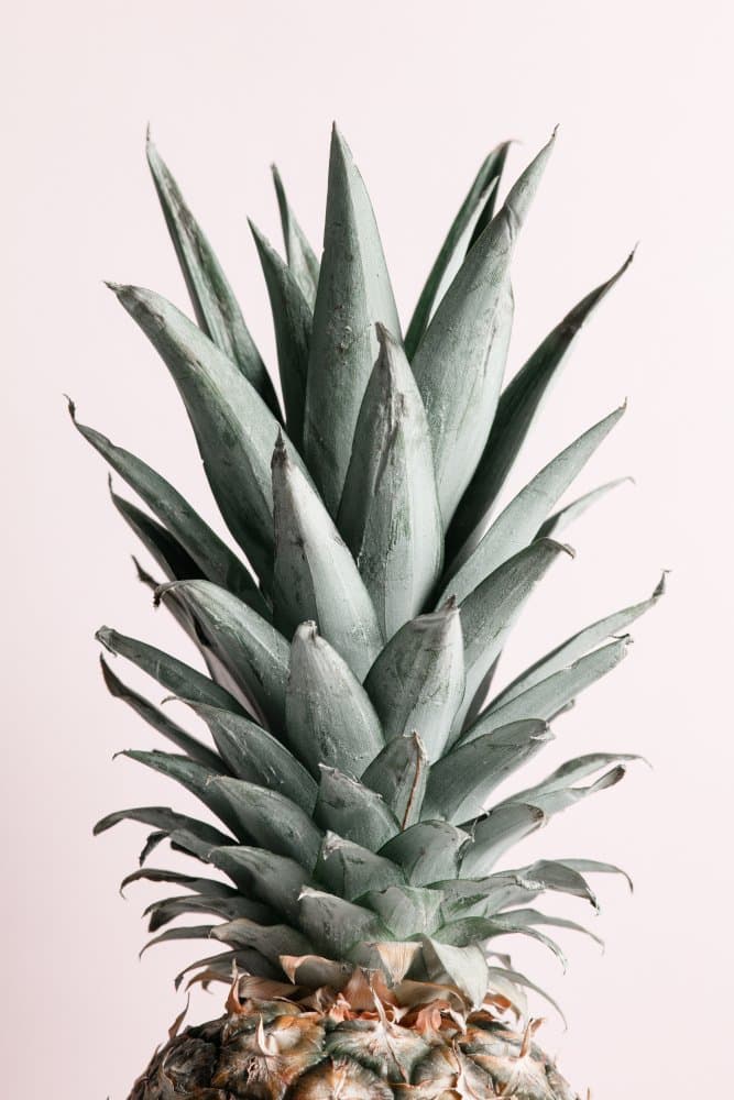 Tropical Pineapple Crown by Pictufy Studio III — canvas wall art