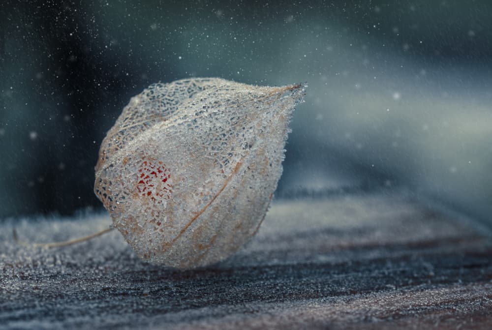 Winter's Delicate Lantern by Nikki Georgieva V E G A N I K — canvas wall art