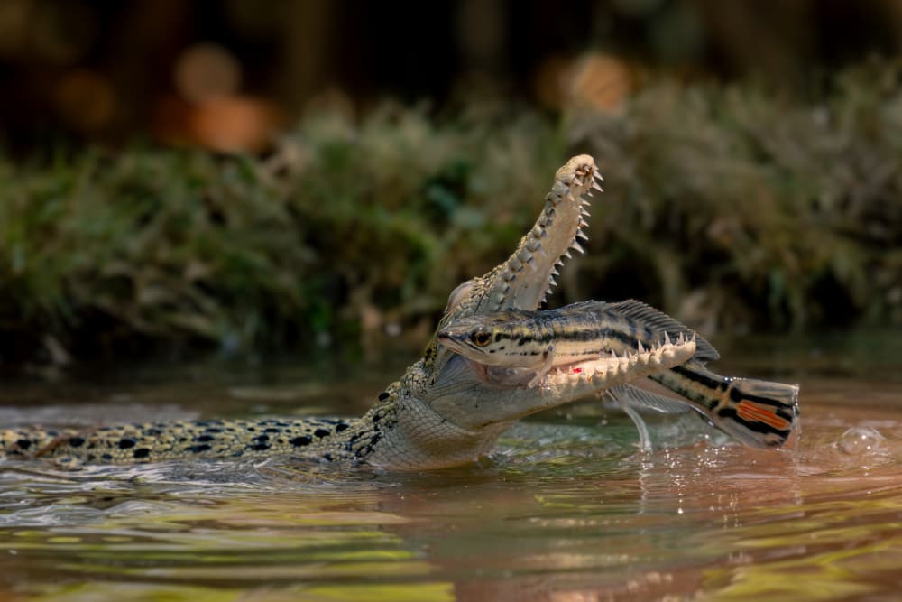 Crocodile's River Catch by Lisdiyanto Suhardjo — canvas wall art