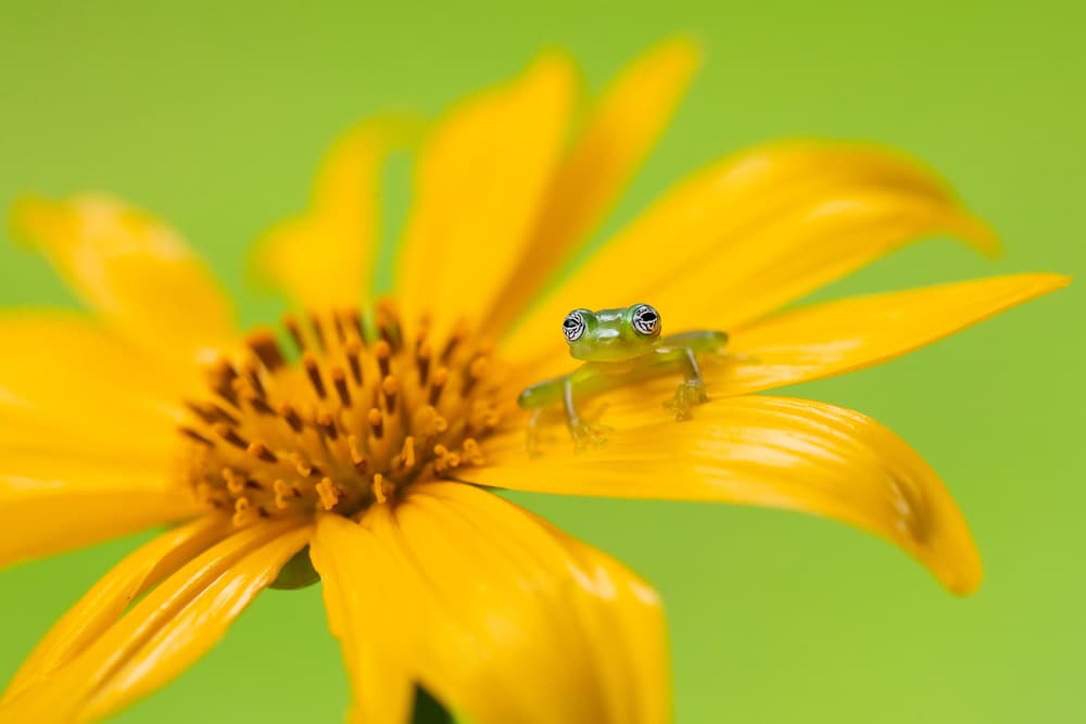 Glass Frog on Yellow Bloom by Milan Zygmunt — canvas wall art
