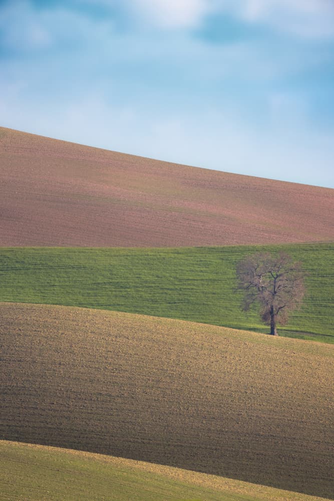 Rolling Fields Lone Tree by Dorian Gray — canvas wall art