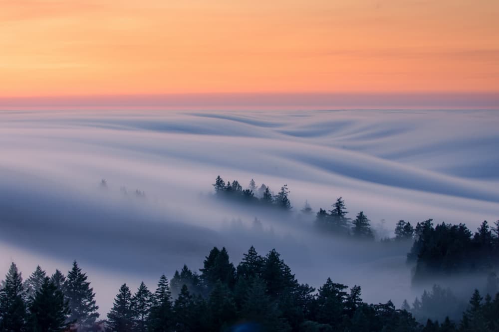 Golden Fog Over Forest by DonnaHom APA — canvas wall art