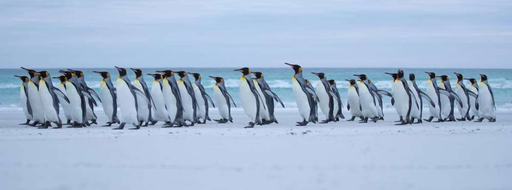King Penguin March by Cheng Chang — canvas wall art