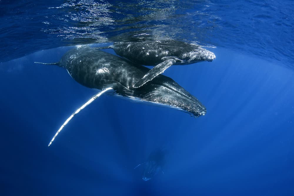 Mother and Calf Whales by Cédric Péneau — canvas wall art
