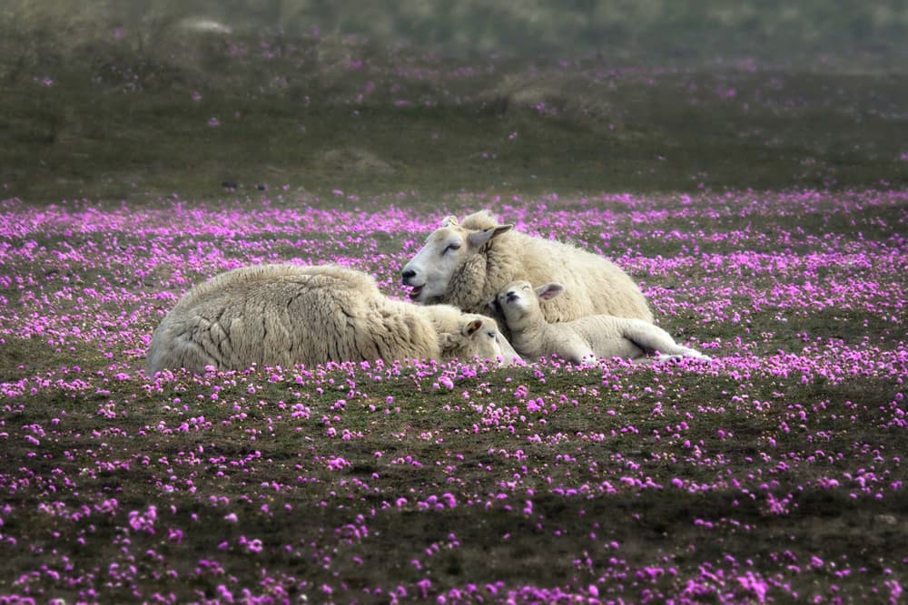 Gentle Sheep Family by Bodo Balzer — canvas wall art