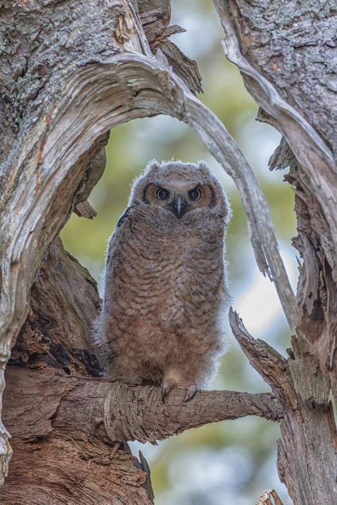 Woodland Owlet Perched by Max Wang — canvas wall art