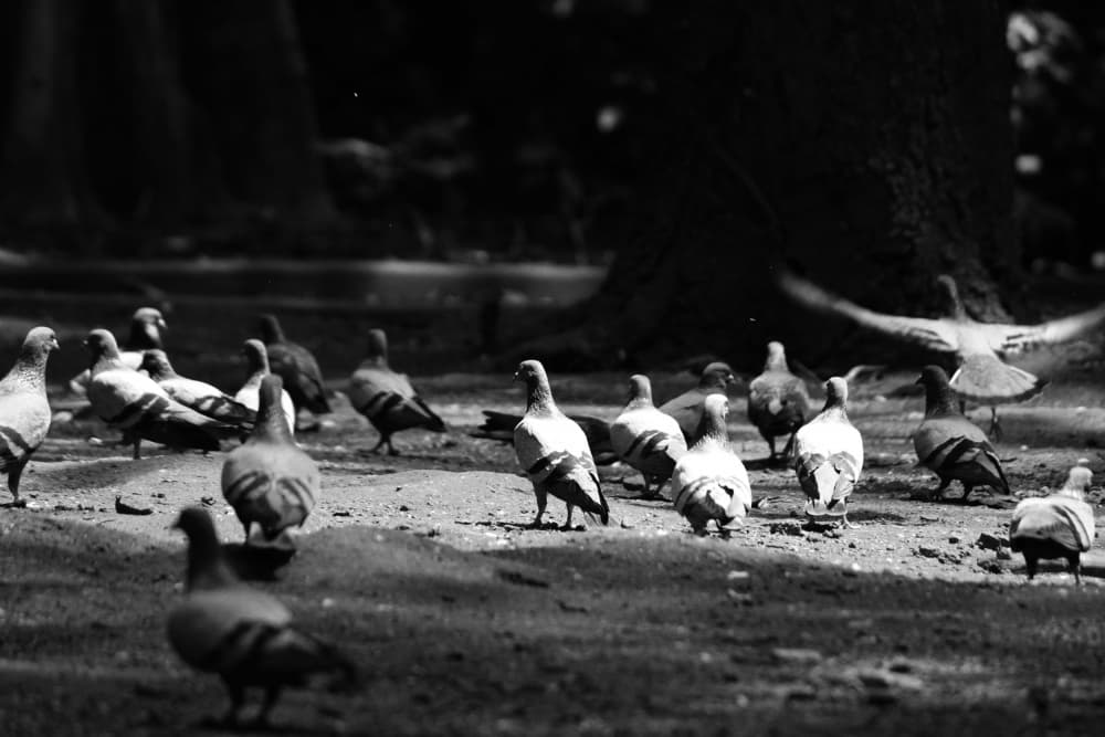 Park Pigeons Taking Flight by Santhosh ch — canvas wall art