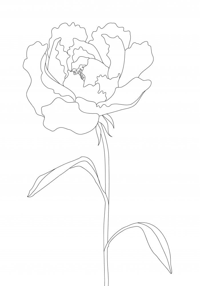 Elegant Peony Line Art by Pictufy Studio II — canvas wall art