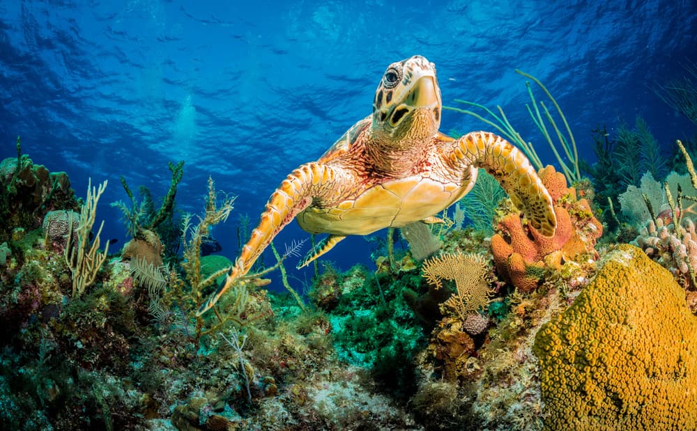 Majestic Sea Turtle Swim by Jan Abadschieff — canvas wall art