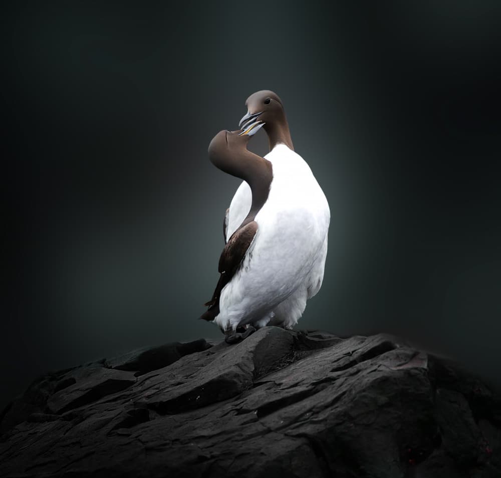 Intimate Seabird Pair by Erik Engström — canvas wall art