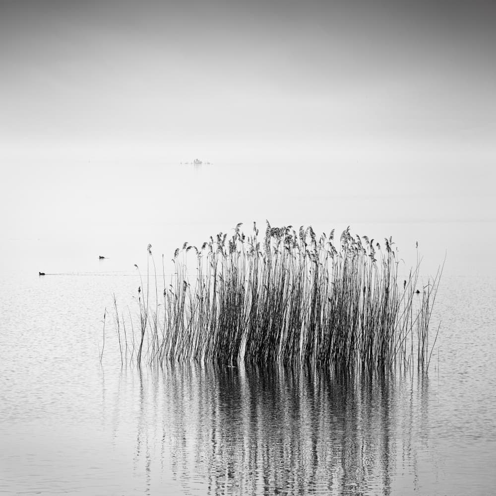 Misty Lake Reeds by George Digalakis — canvas wall art
