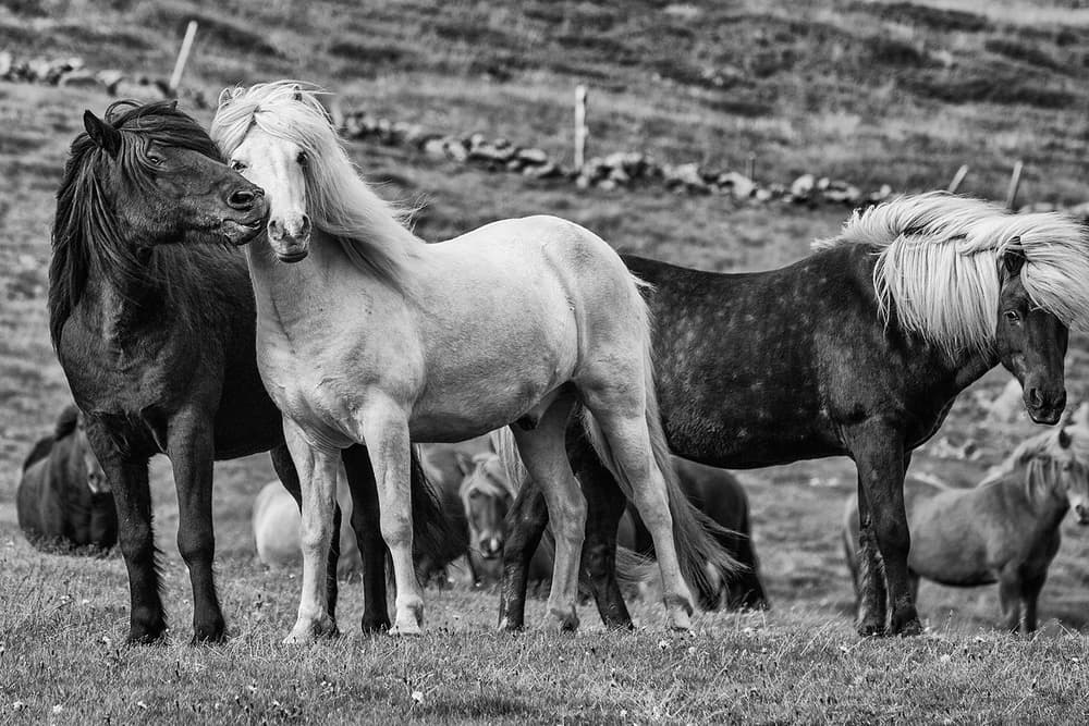 Icelandic Horse Companions by Bragi Ingibergsson - BRIN — canvas wall art