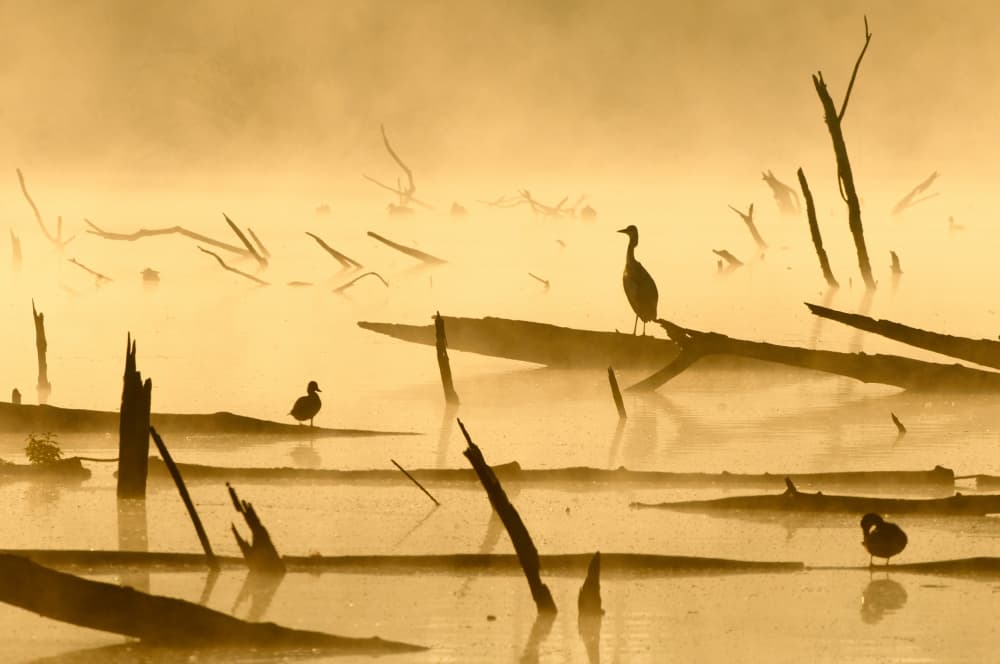 Golden Misty Wetland Birds by Luc Baekelandt — canvas wall art