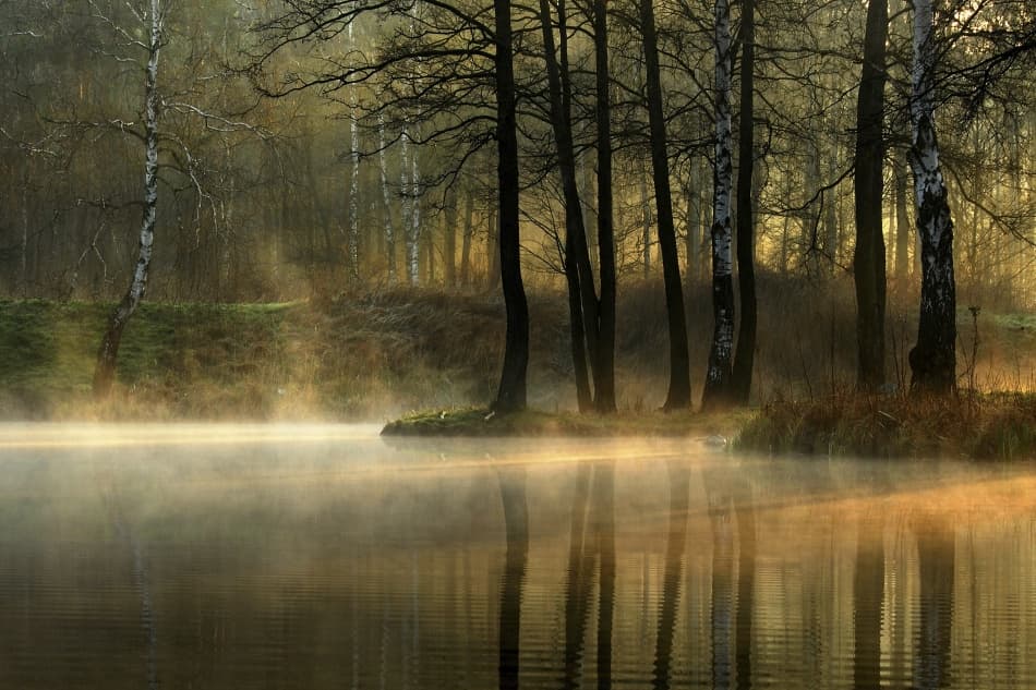 Misty Forest Morning by Agnieszka Jankowska — canvas wall art