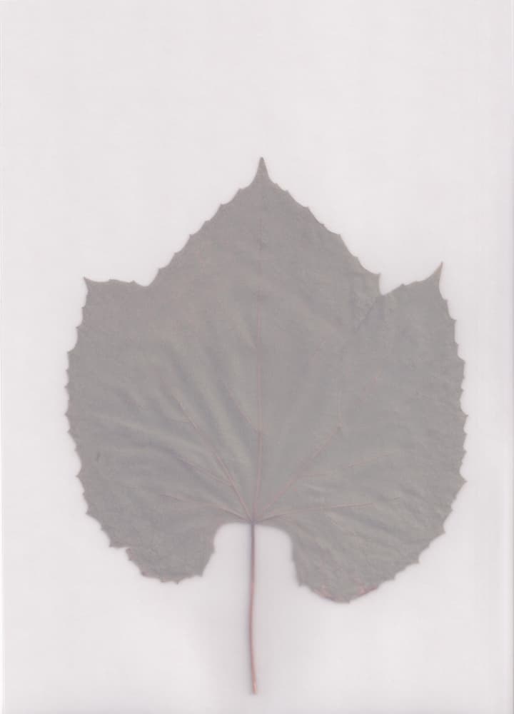 Muted Leaf Study by Maira Ribena — canvas wall art