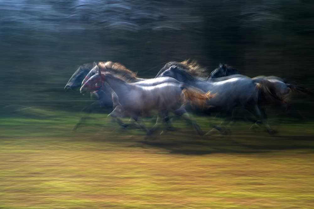 Running Wild Horses by Milan Malovrh — canvas wall art