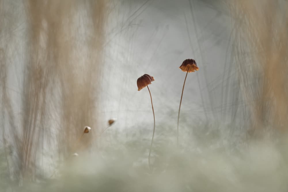 Delicate Forest Mushrooms by Abdul Gapur Dayak — canvas wall art