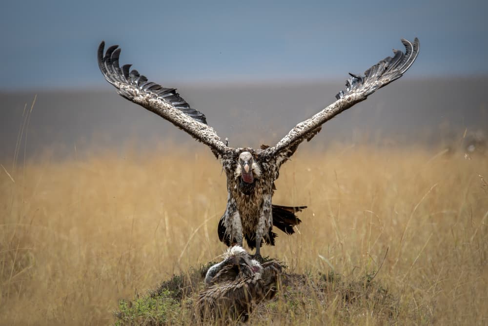 Powerful Vulture Display by Anita Singh — canvas wall art