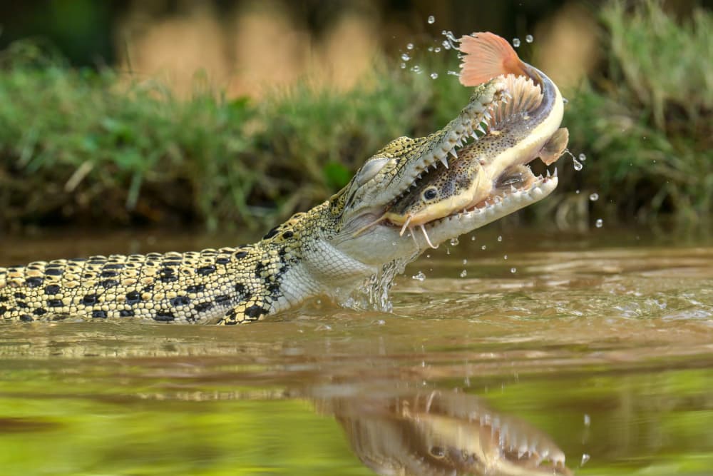 Crocodile Hunts Fish by Ajar Setiadi — canvas wall art