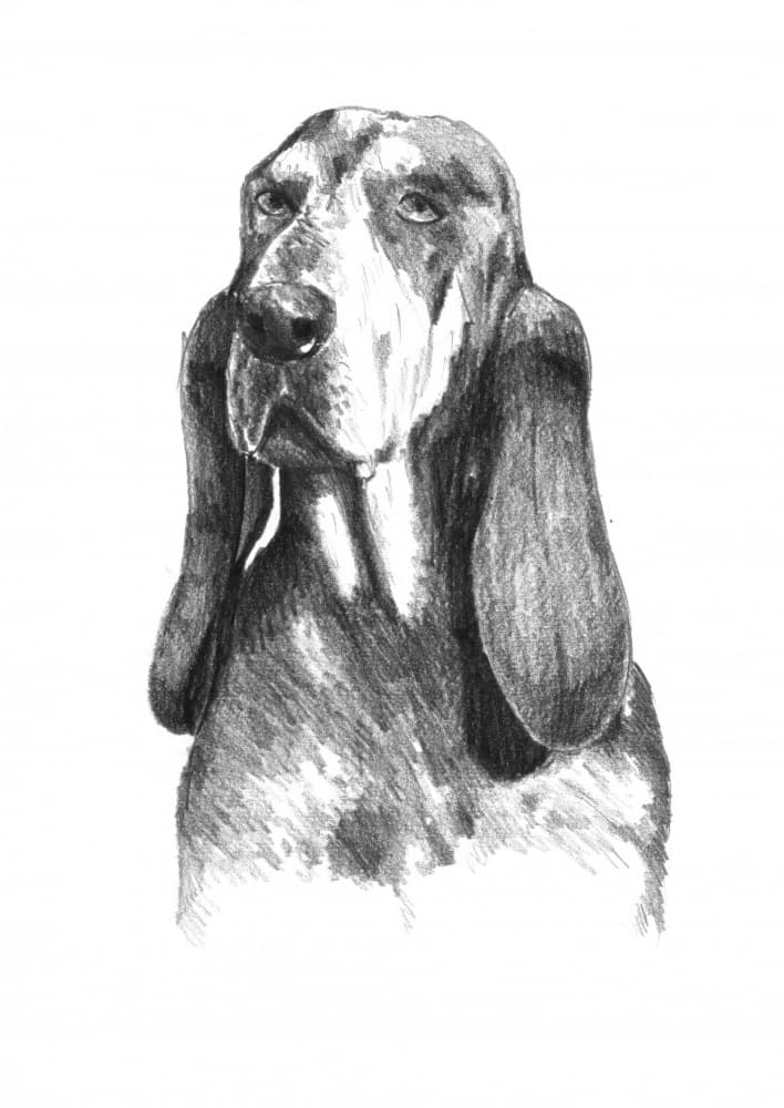 Soulful Basset Hound by Kulik — canvas wall art