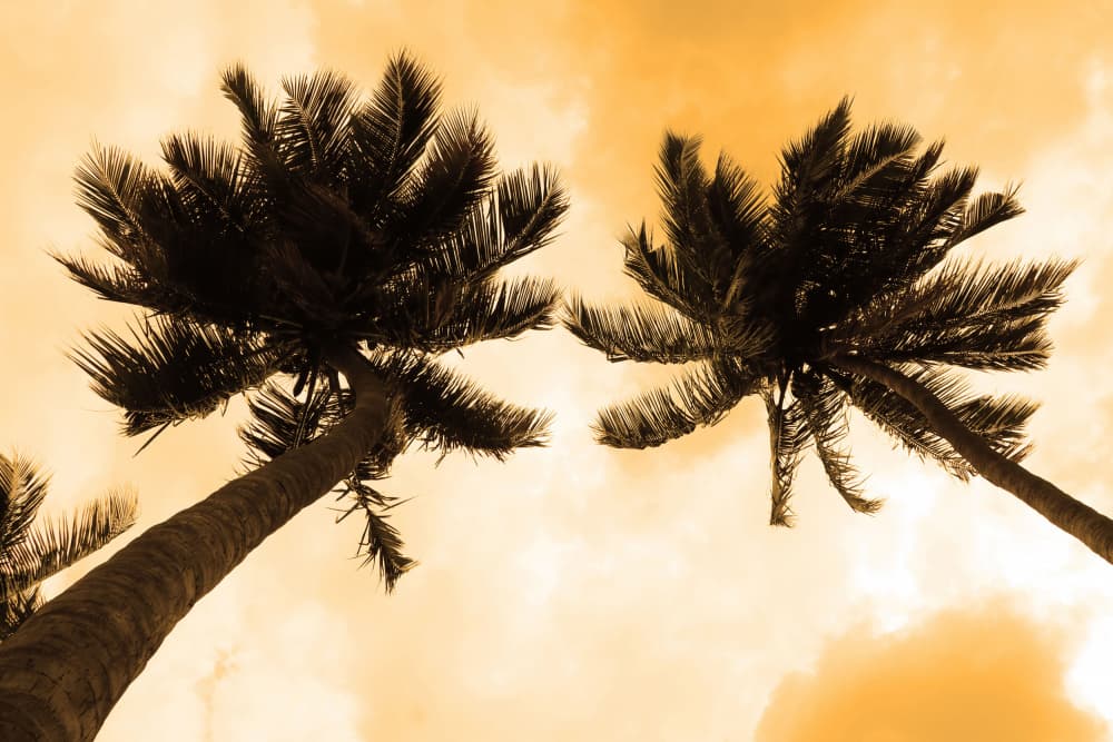 Golden Sky Palm Trees by Santhosh ch — canvas wall art