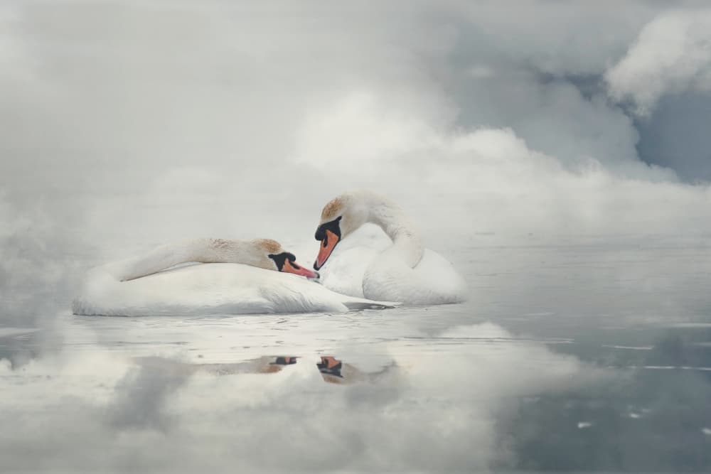 Serene Swan Couple by Monique van Velzen — canvas wall art