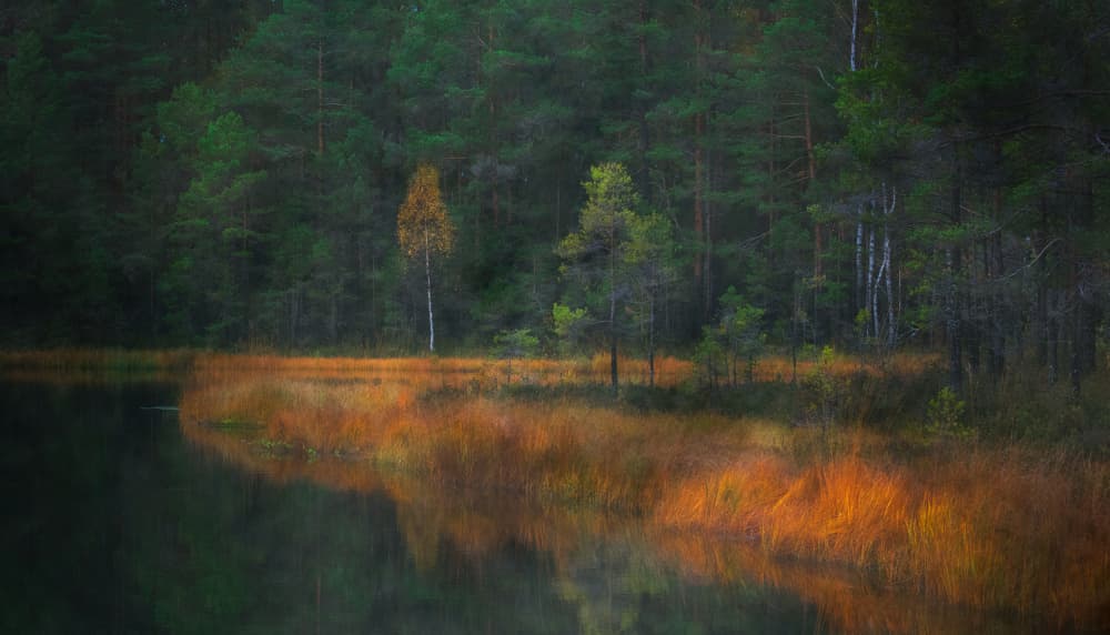 Autumn Forest Reflection by Erik Engström — canvas wall art