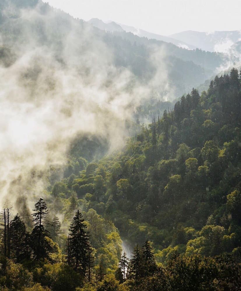Misty Mountain Forest by Del Mundo Imagery — canvas wall art