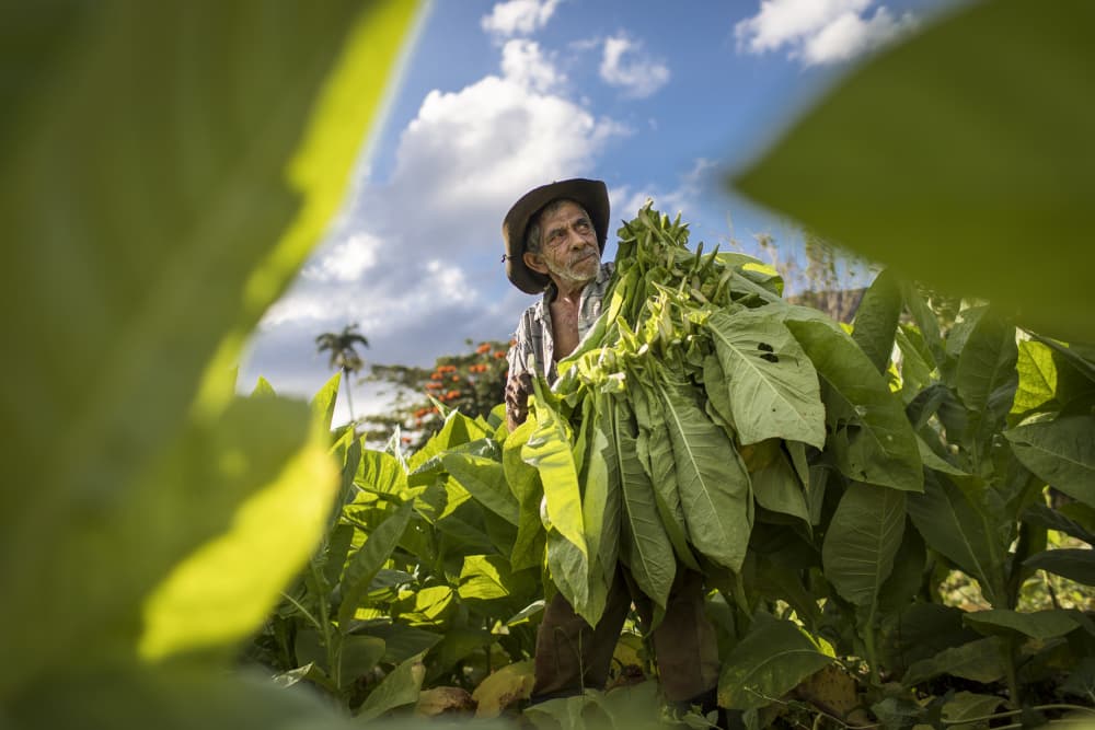 Tobacco Farmer's Harvest by Dan Mirica — canvas wall art