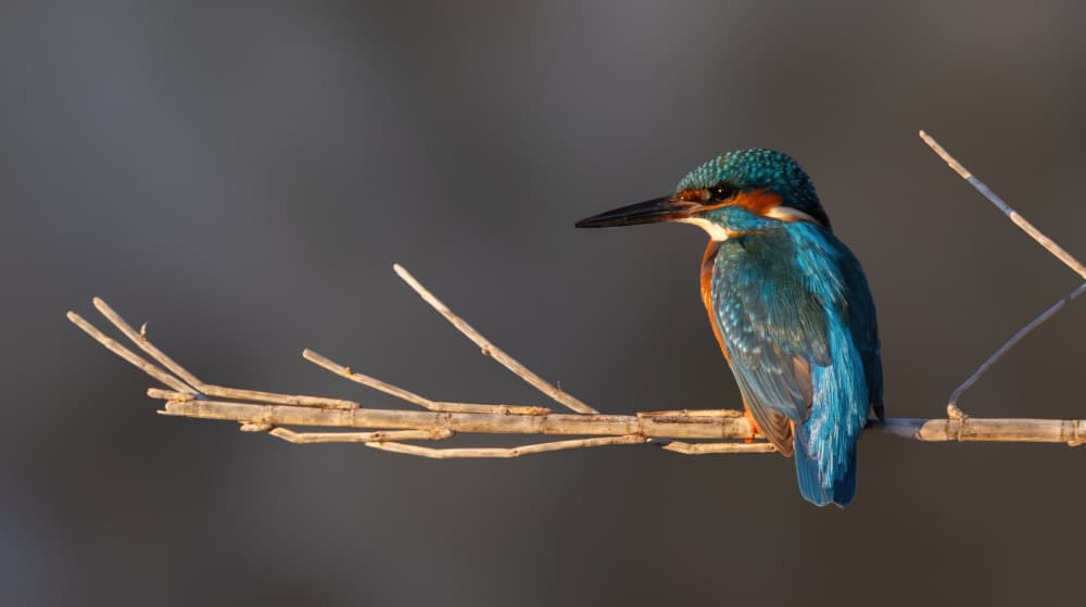 Vibrant Kingfisher Perched by Guy Wilson — canvas wall art