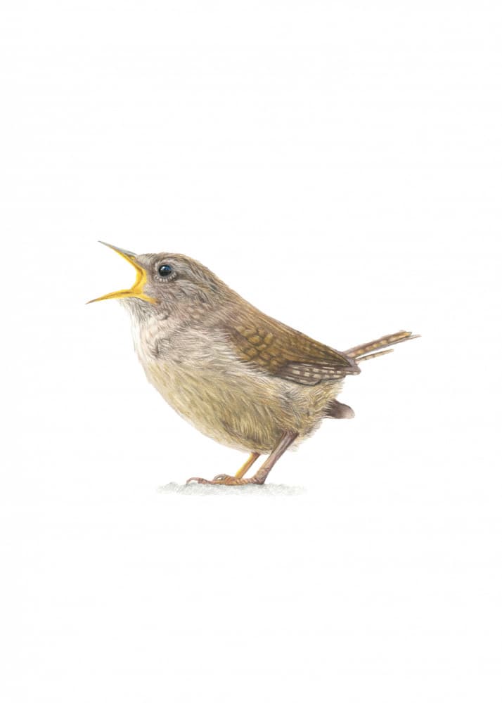 Singing Wren by Angelica Diehn — canvas wall art