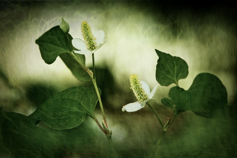 Soft White Blooms by Takiko Hirai — canvas wall art