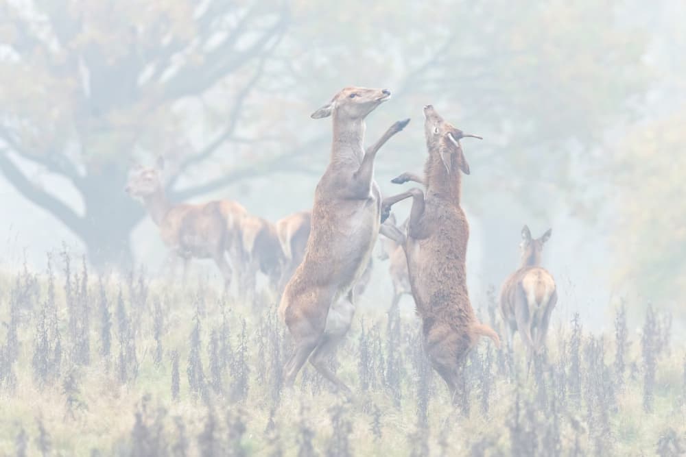 Misty Deer Encounter by Adrian Błaszczyk — canvas wall art