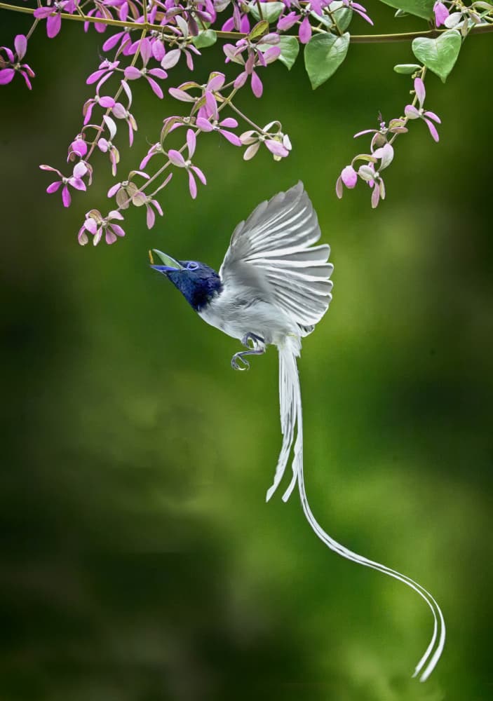Flying Paradise Flycatcher by Angela Muliani Hartojo — canvas wall art