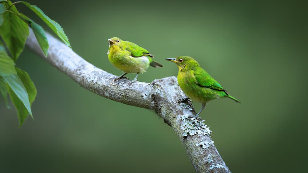 Two Vibrant Green Birds by tianhuayu — canvas wall art
