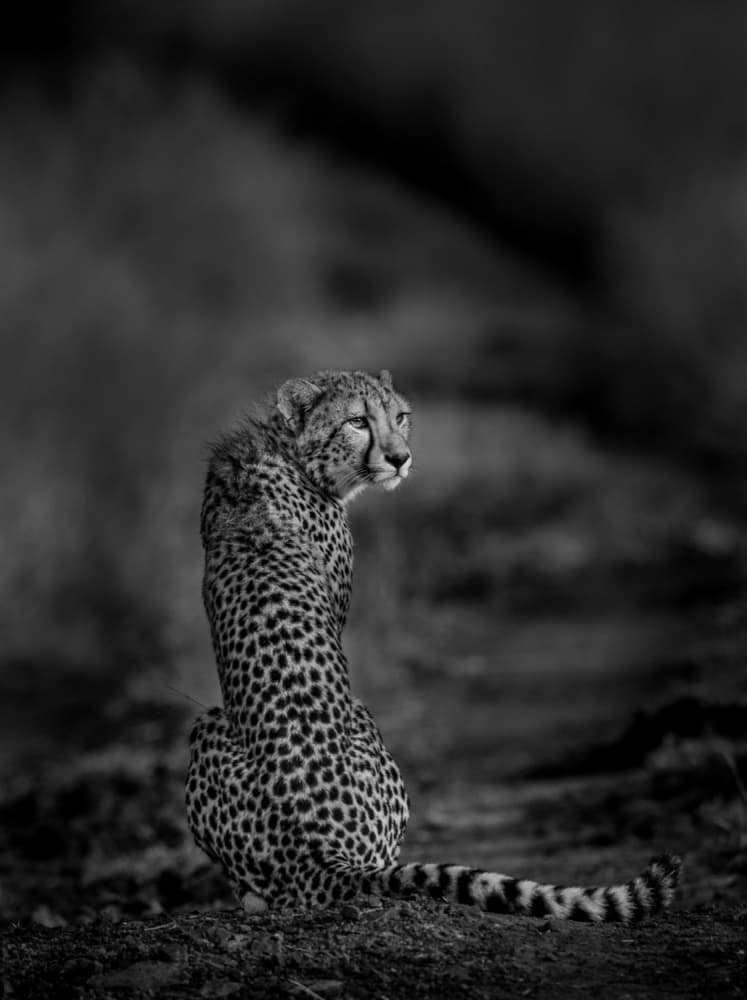 Watchful Cheetah Profile by Jaco Marx — canvas wall art