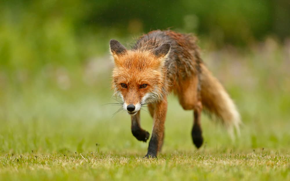 Wild Red Fox by Assaf Gavra — canvas wall art