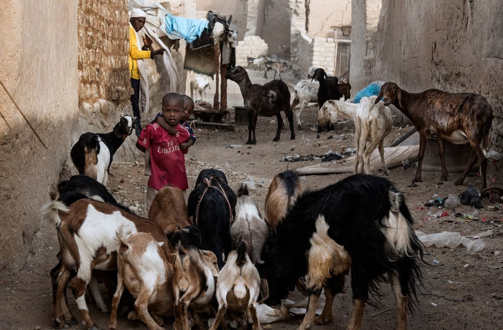 Village Life with Goats by Joxe Inazio Kuesta Garmendia — canvas wall art