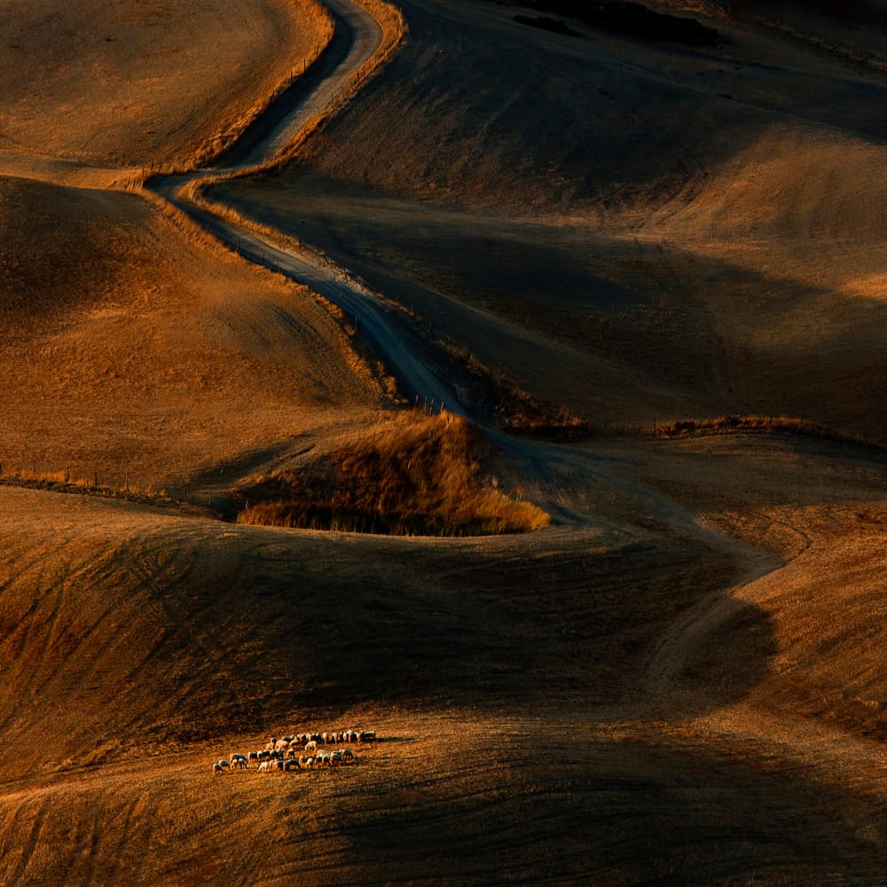 Rolling Hills Golden Light by Massimo Della Latta — canvas wall art